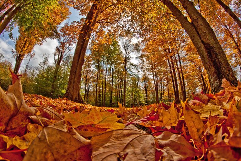 Fall foliage festivals celebrate the onset of autumn, beauty of