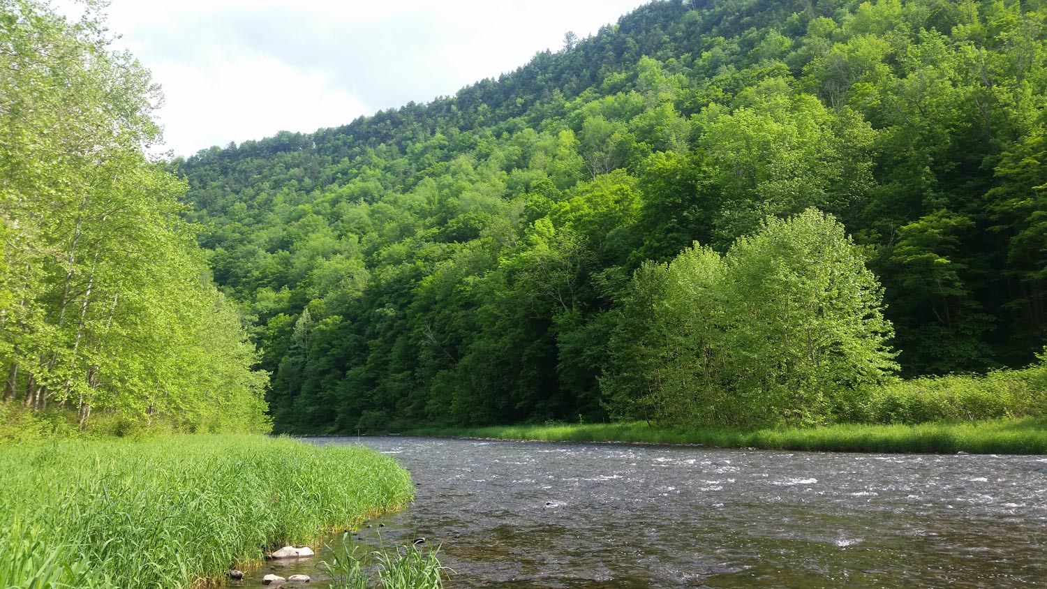 How you can support streamside buffer plantings via new Keystone Tree ...