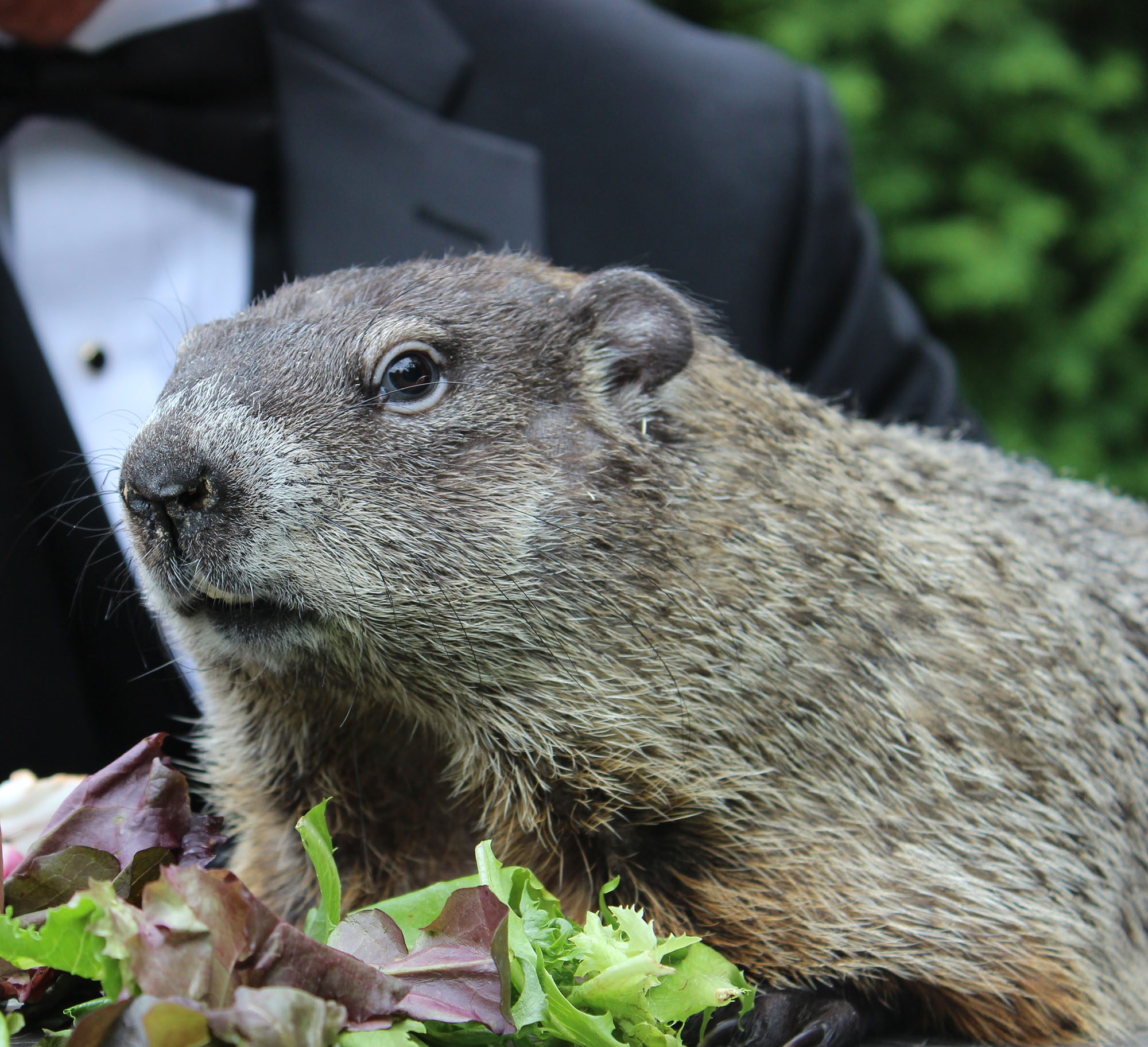 Groundhog Day: The history of our favorite prognosticating whistle-pig -  Pennsylvania Wilds