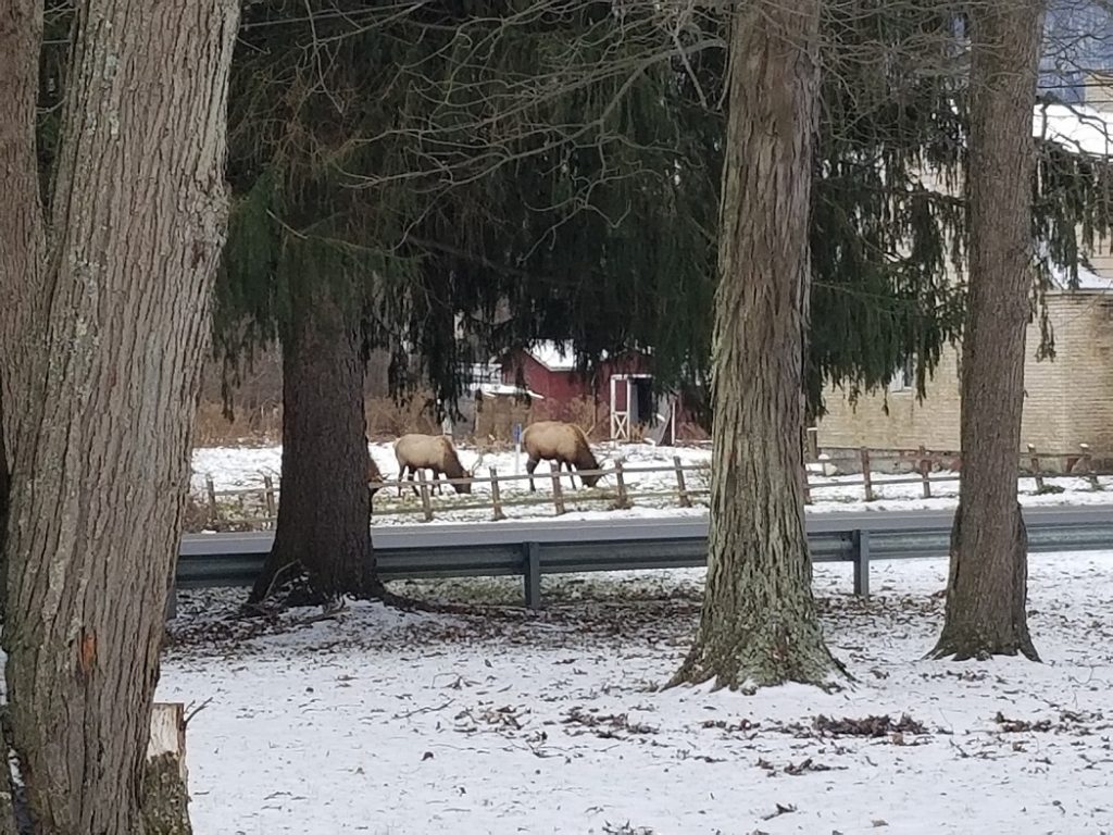 Elk visit Bennetts Valley Elementary - photo provided (2)