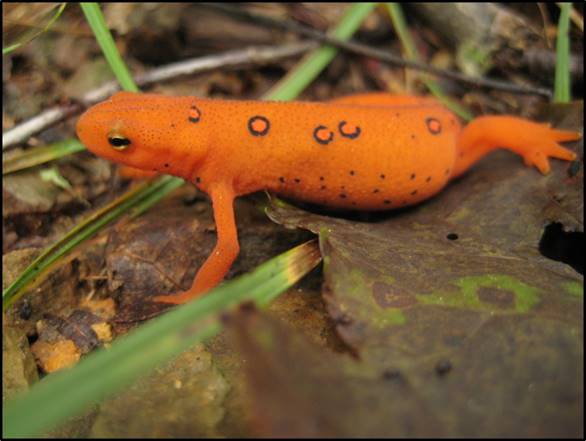 leaf after death: red-spotted newt by Jodi Skipper