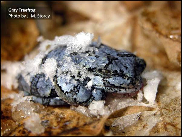 hibernating frog frozen