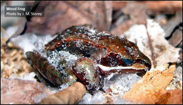 Wood Frog by J.M. Storey