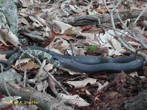 Northern Black Racer rattlesnake