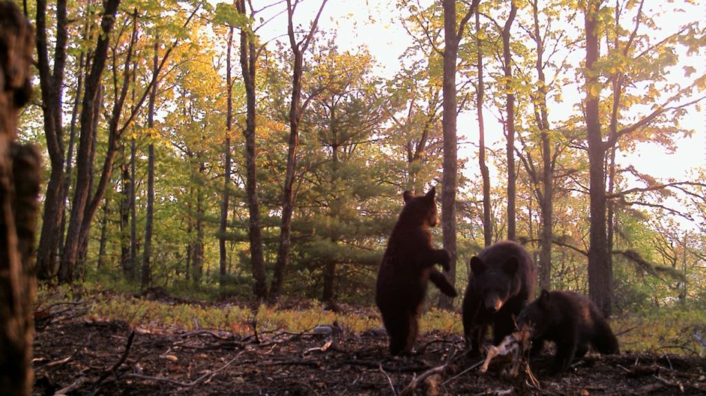 Game camera captures - black bear