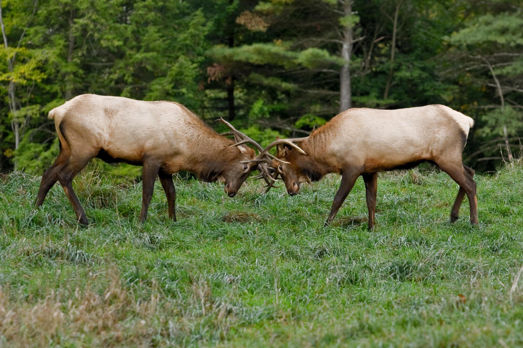 Bull elk sparring. 