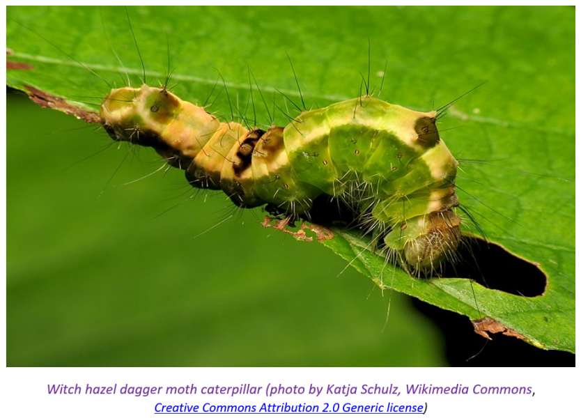 Moths of winter - witch hazel dagger moth