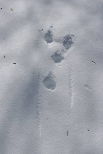 Animal tracks - rabbit