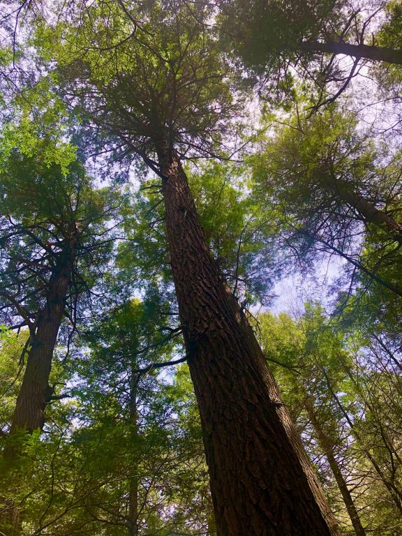 view of tree canopy from the forest floor in PA Wilds