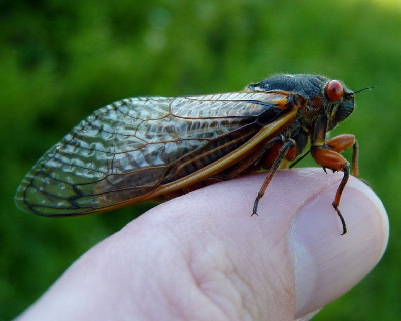 mature cicada PA Wilds