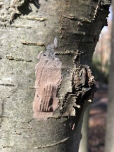 bark of tree damaged by lantern fly pa wilds