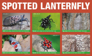 Spotted Lanternfly lifecycle PA Wilds
