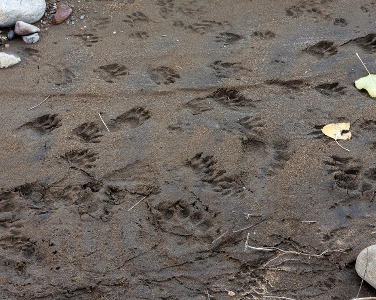 animal tracks in the mud by SGP PA Wilds