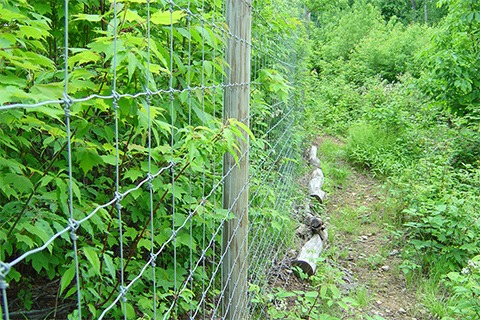 Deer fence in forest by DCNR PA Wilds