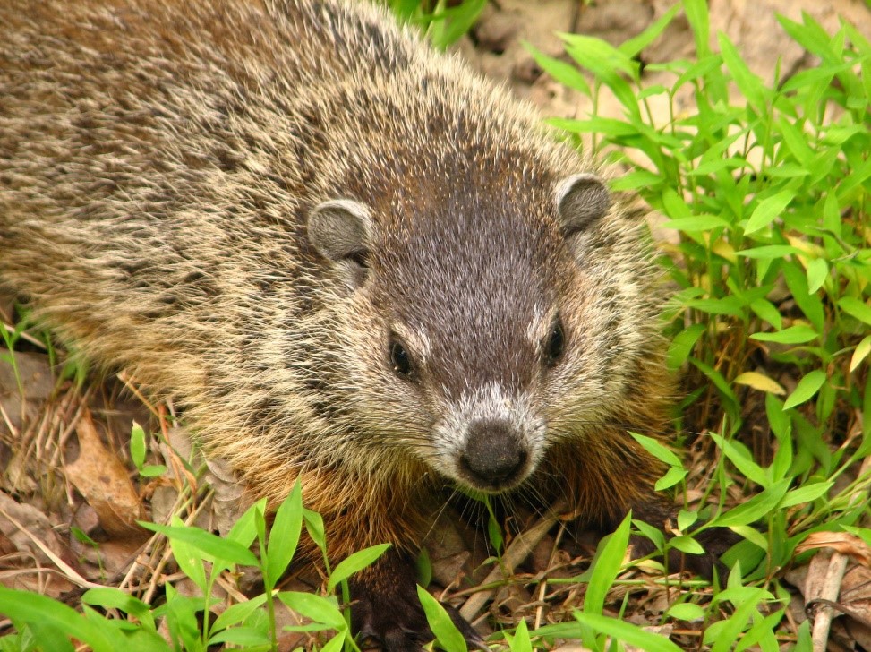 Groundhog photo provided by DCNR