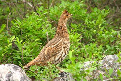 brown grouse in green foliage by DCNR PA Wilds