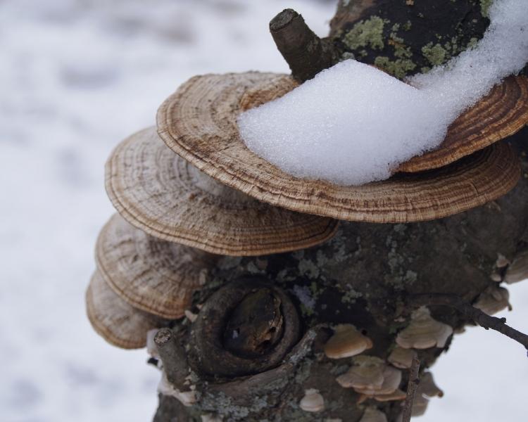 mushroom mastery photo by SGP PA Wilds