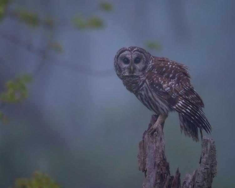 Owl photo by Mark Boyd PA Wilds