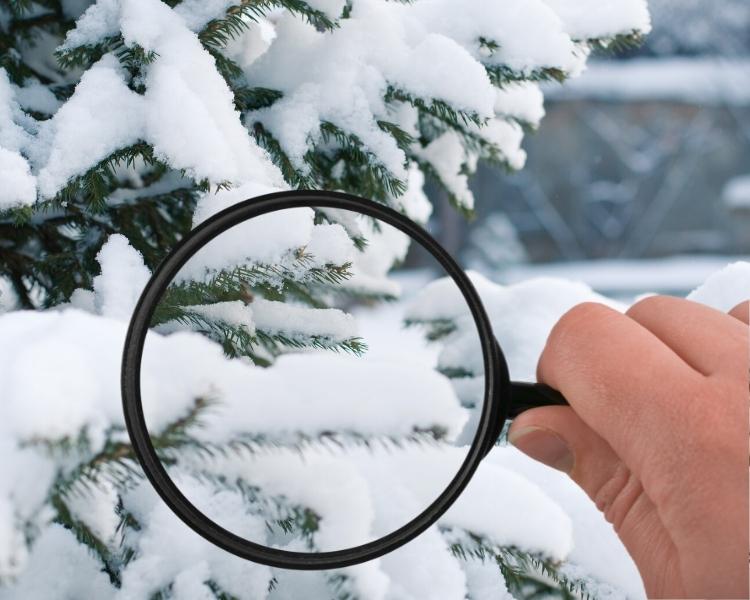 snowy tree and magnifying glass photo by SGP PA Wilds