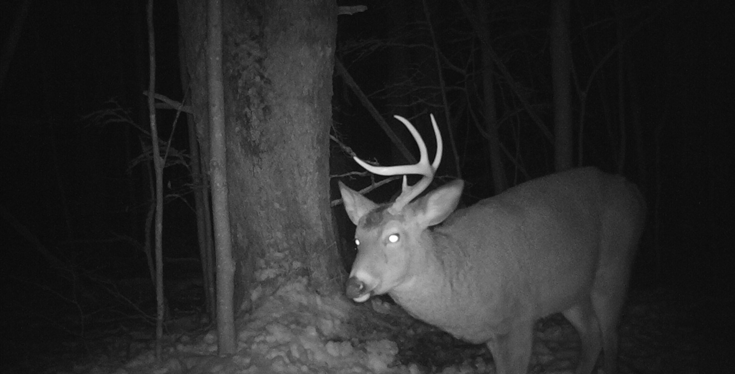 deer on hunting camera photo by AccuForage PA Wilds