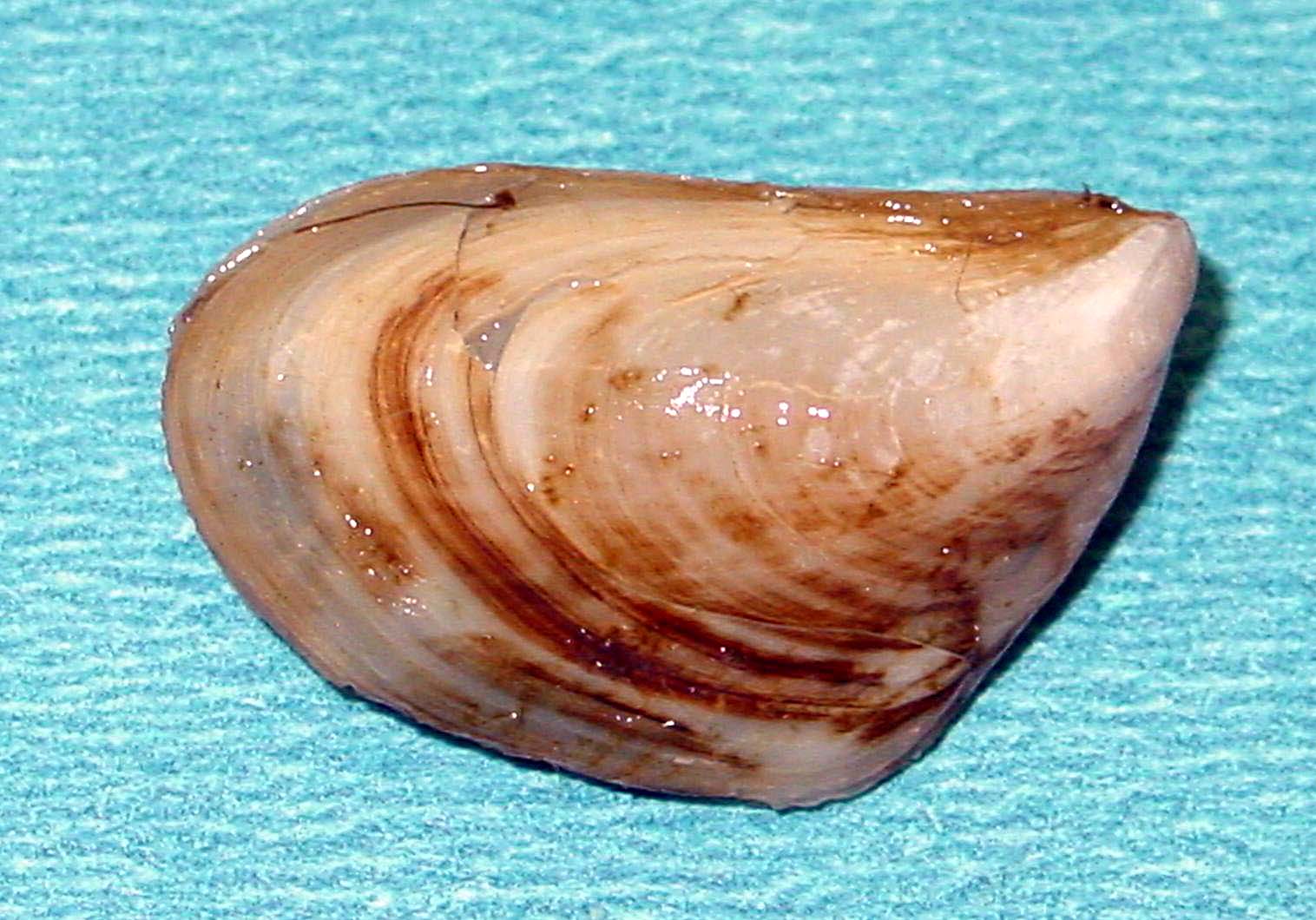 Quagga Mussel provided by DCNR PA Wilds