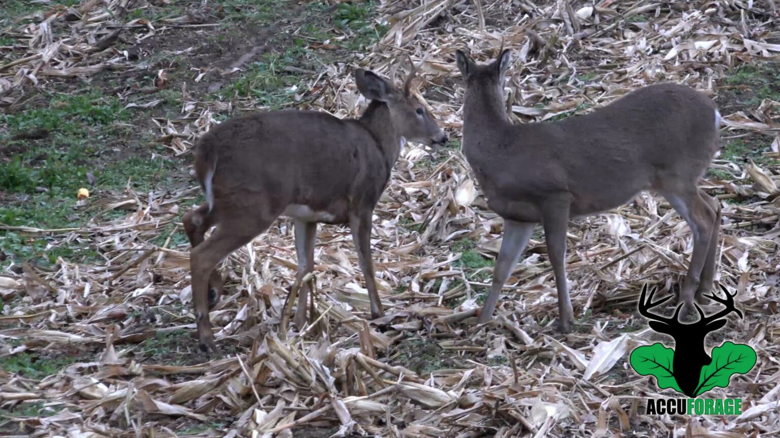 Why Do Bucks Shed Their Antlers Pennsylvania Wilds