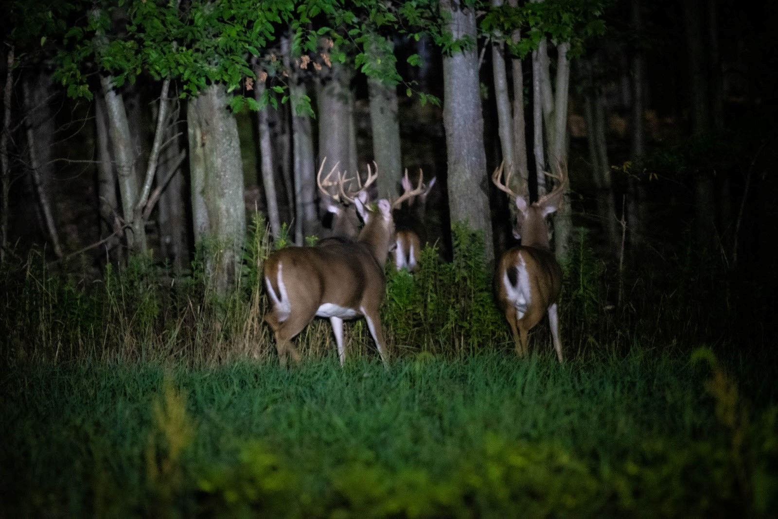 Bucks on trail cam photo by AccuForage PA Wilds