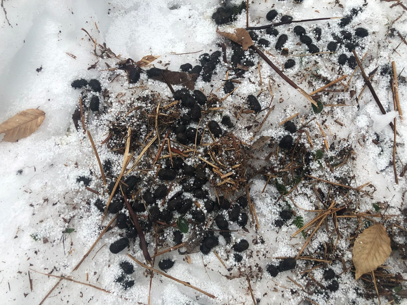 Deer scat on snow photo by AccuForage PA Wilds