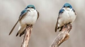 Two blue tree swallows in a tree photo by LNT PA Wilds