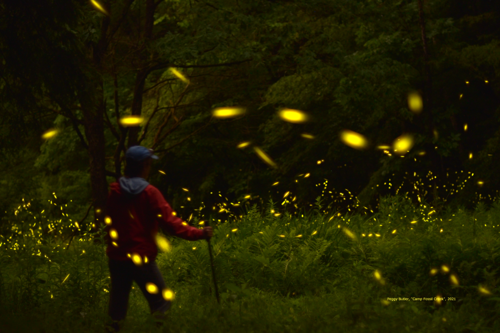 The rare beauty of synchronous fireflies and the PA Firefly Festival